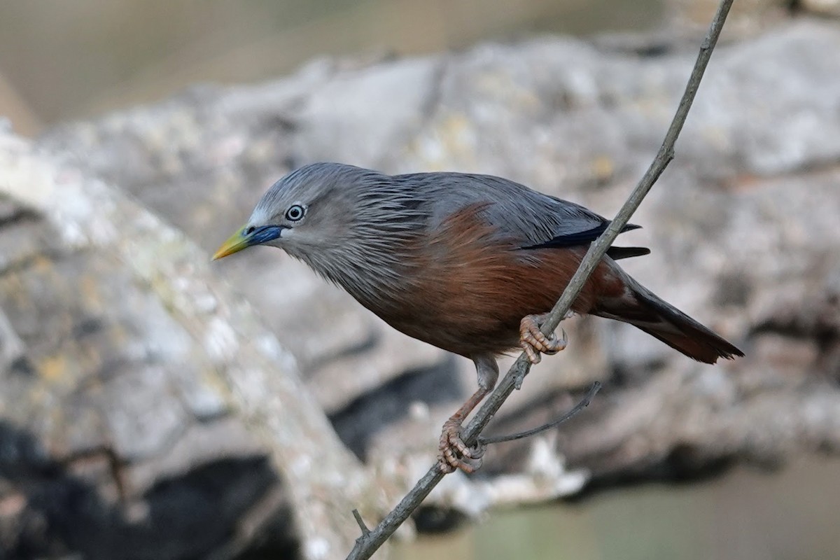 Chestnut-tailed Starling - ML617769175