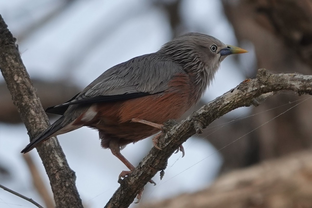 Chestnut-tailed Starling - Brecht Caers