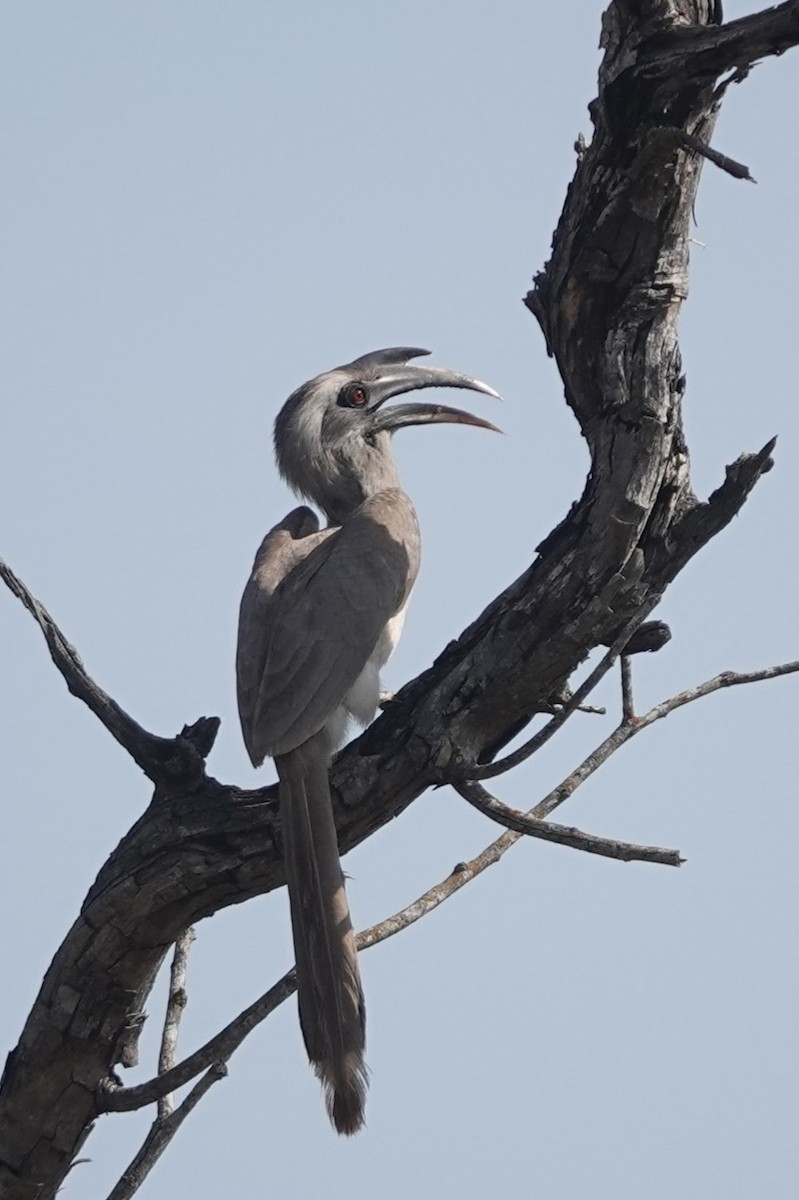 Indian Gray Hornbill - Brecht Caers