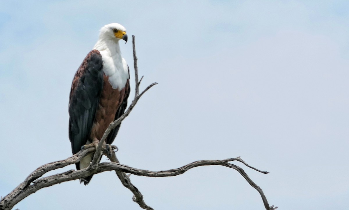 African Fish-Eagle - ML617769193