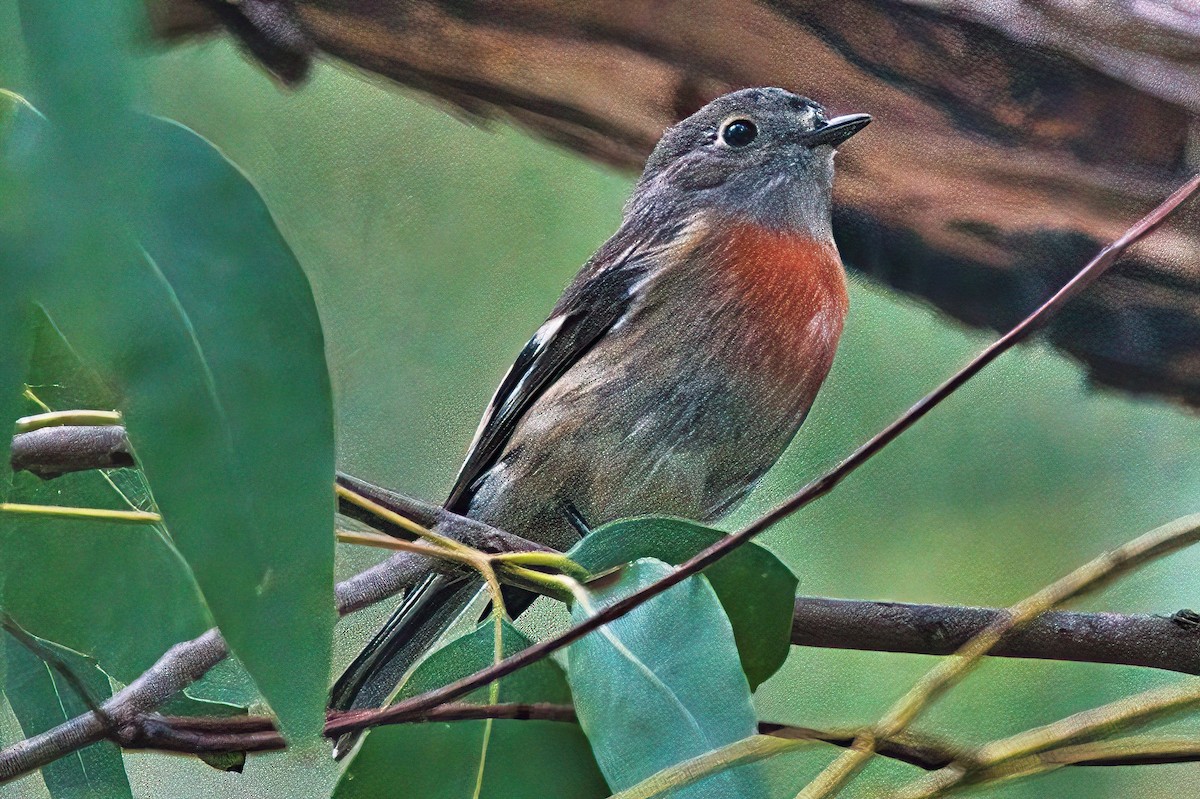 Scarlet Robin (Scarlet) - ML617769271