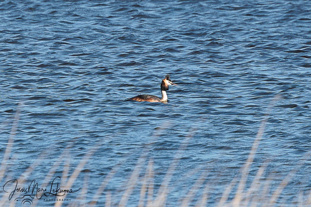 Great Crested Grebe - ML617769272