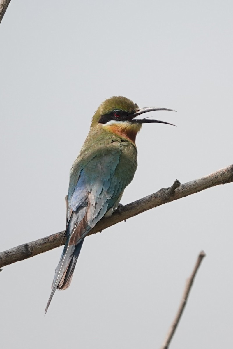 Blue-tailed Bee-eater - ML617769297