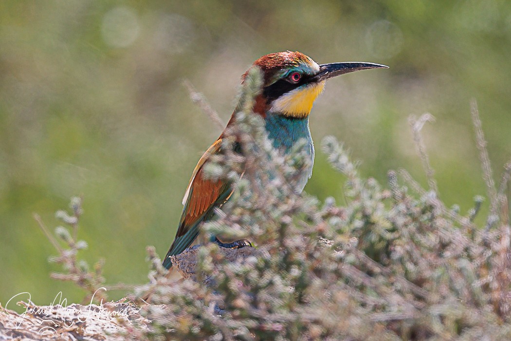 European Bee-eater - ML617769300
