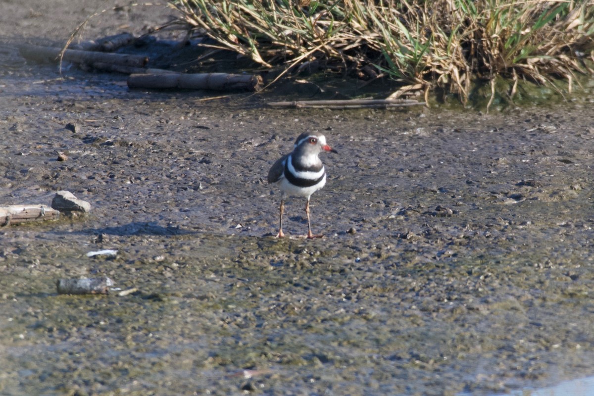 Three-banded Plover - ML617769327