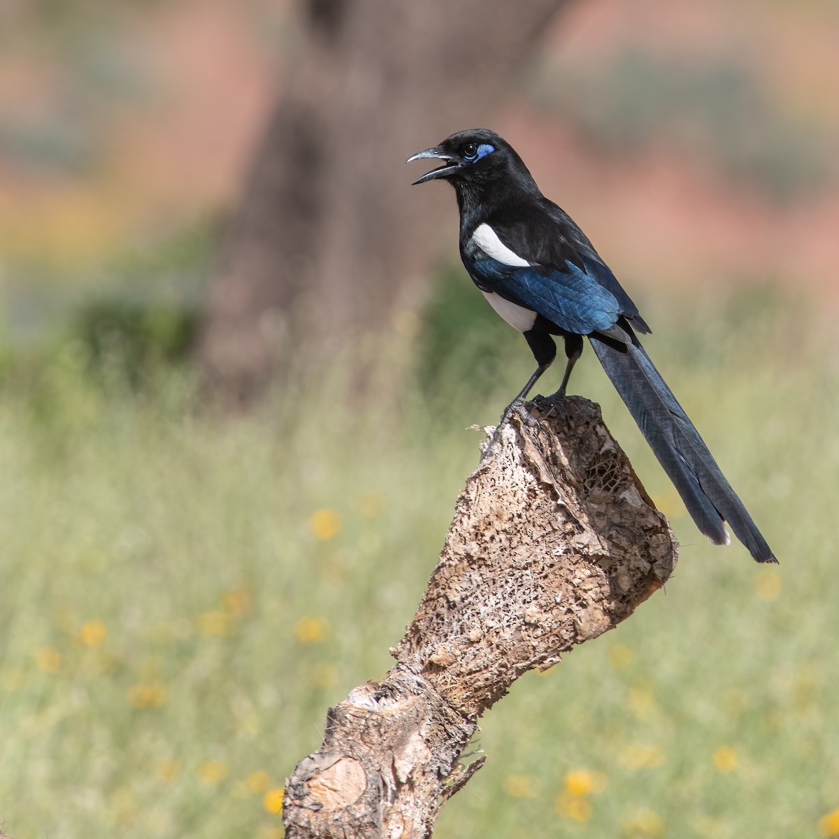 Maghreb Magpie - ML617769331