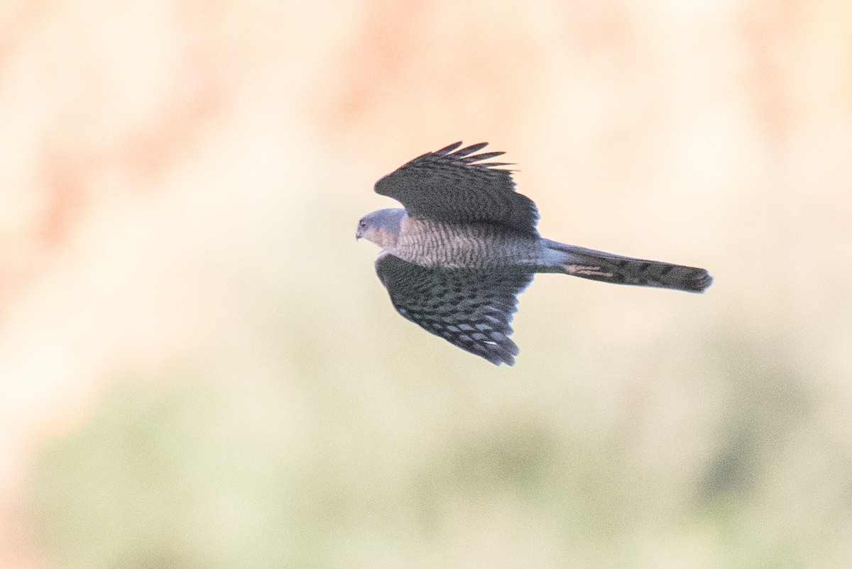 Eurasian Sparrowhawk - ML617769342