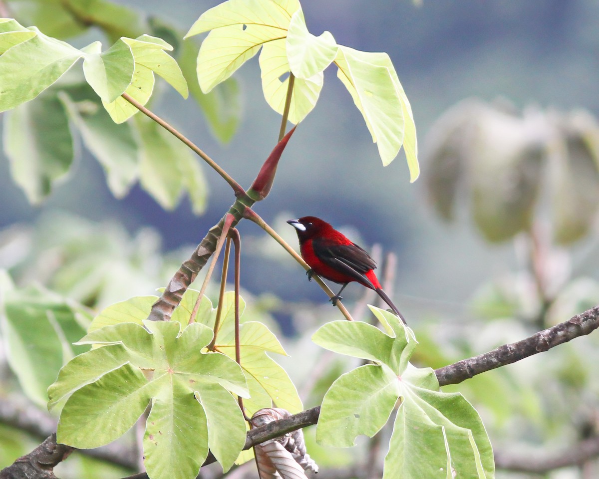Crimson-backed Tanager - Per Smith