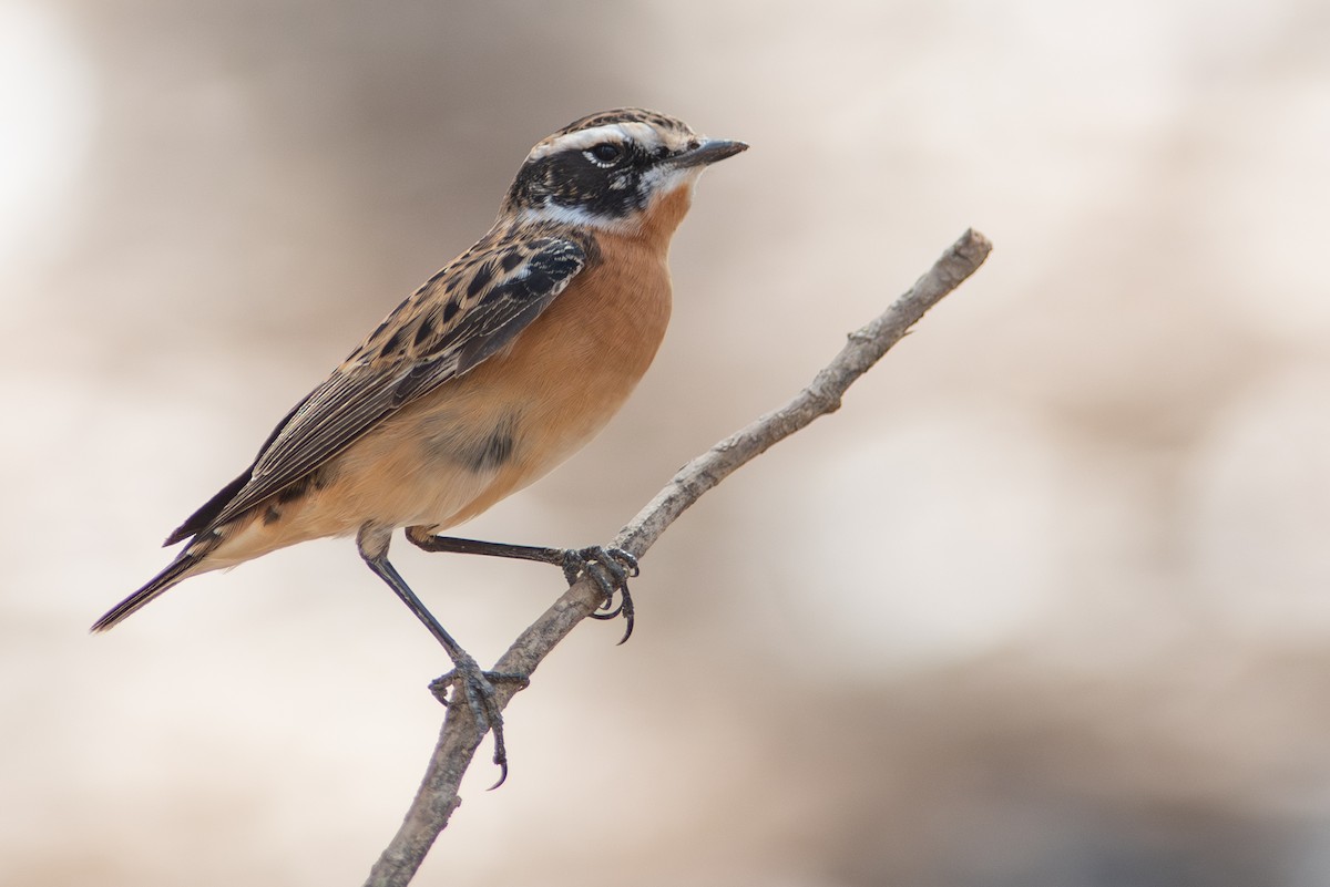 Whinchat - ML617769404