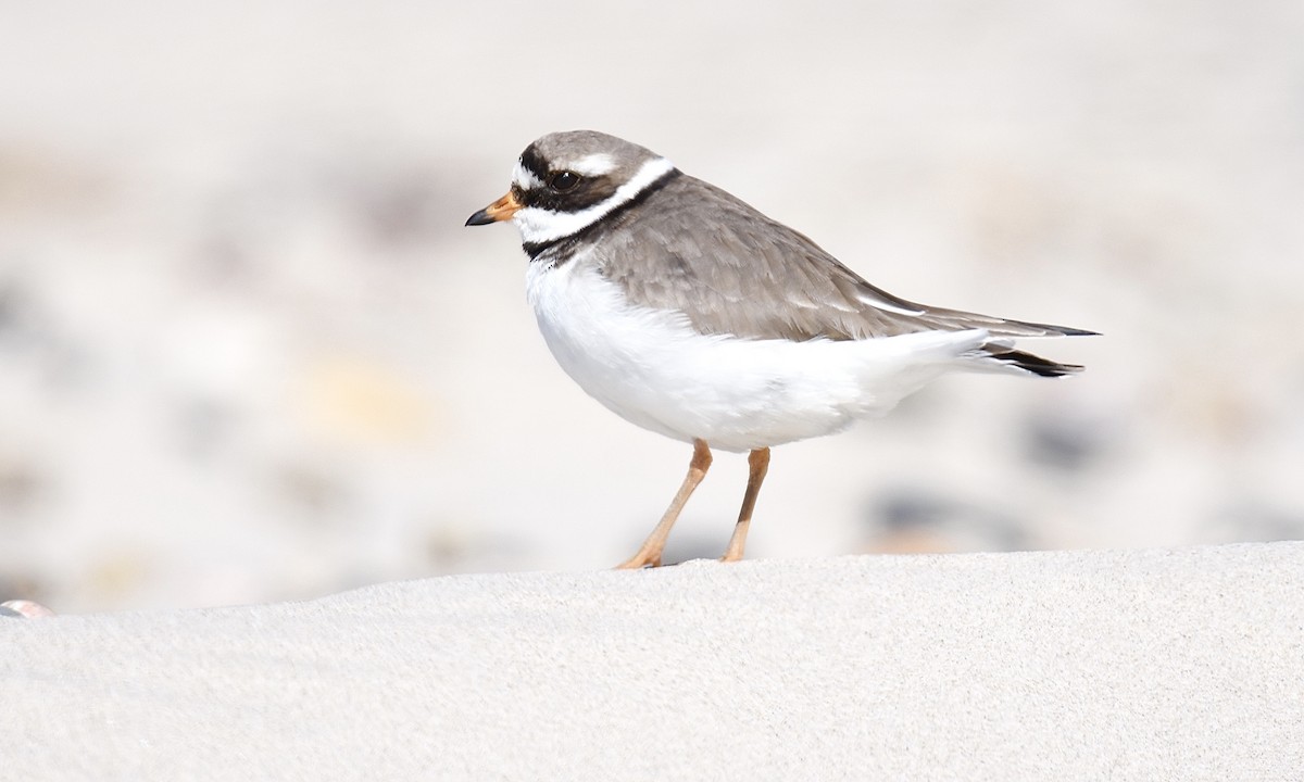 Common Ringed Plover - ML617769411