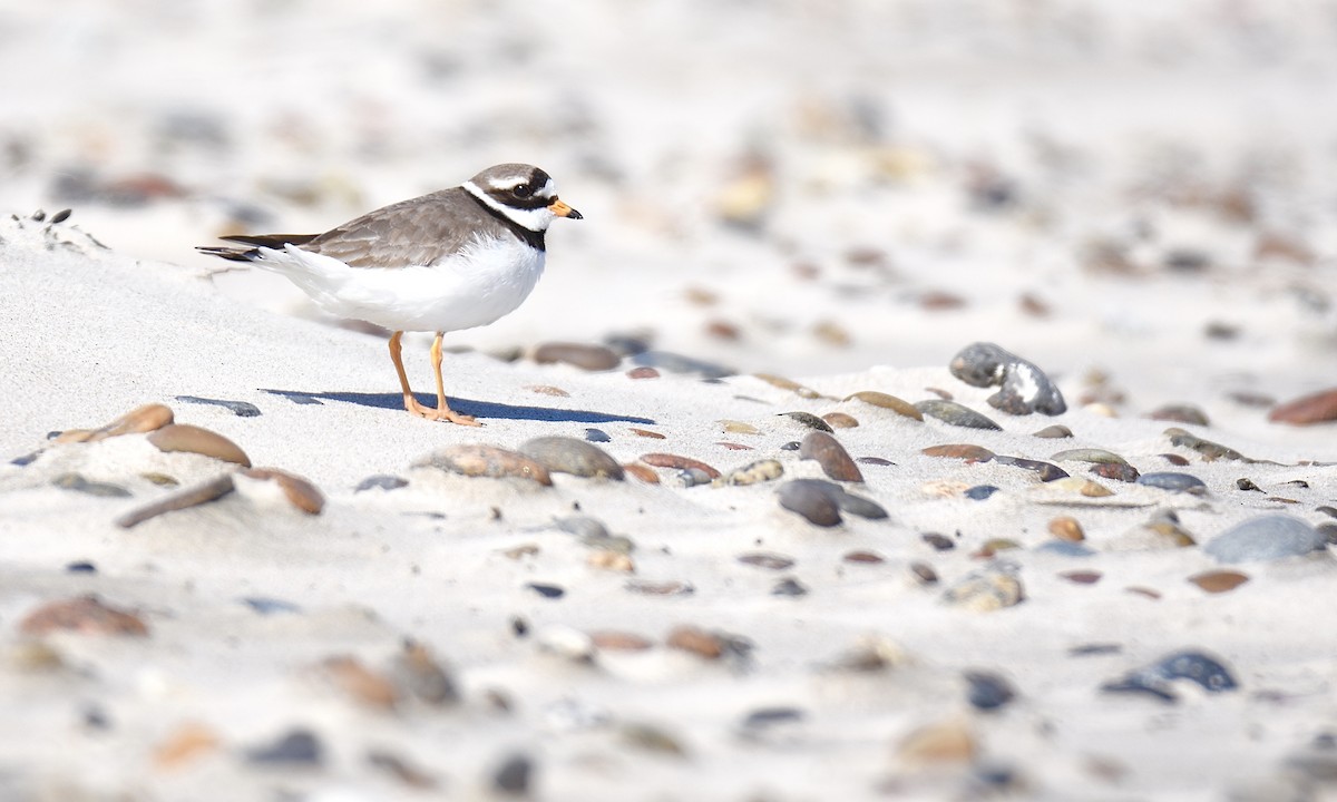 Common Ringed Plover - ML617769412