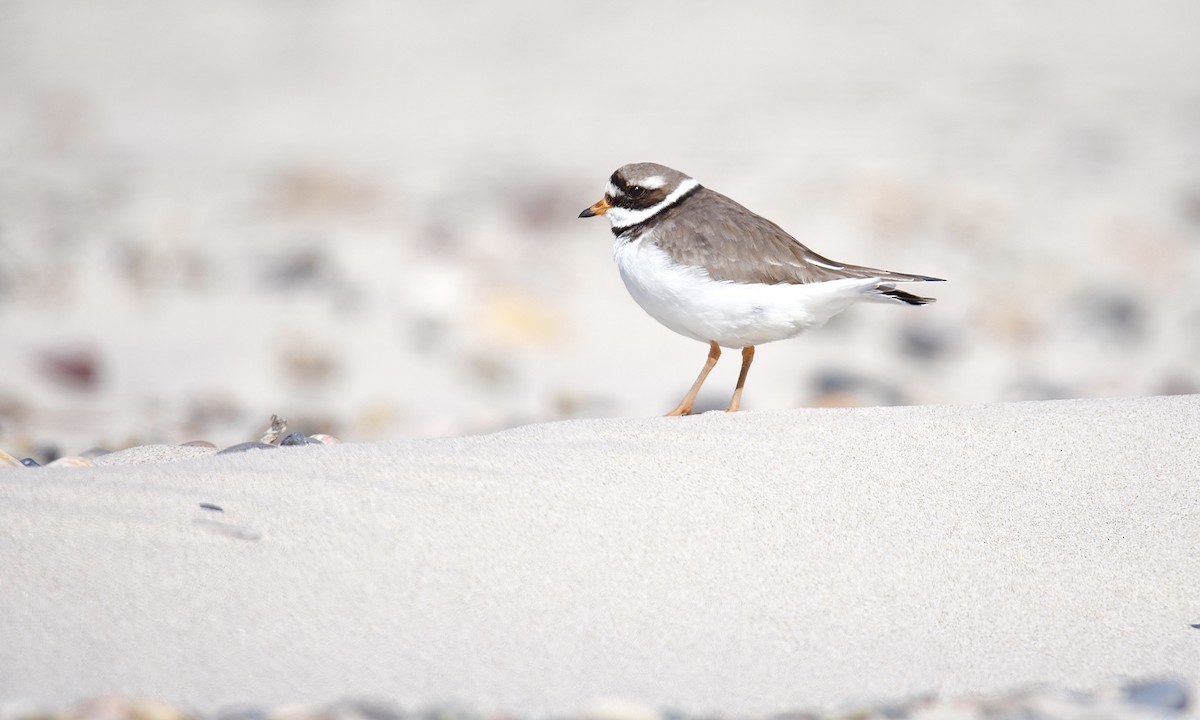 Common Ringed Plover - ML617769413