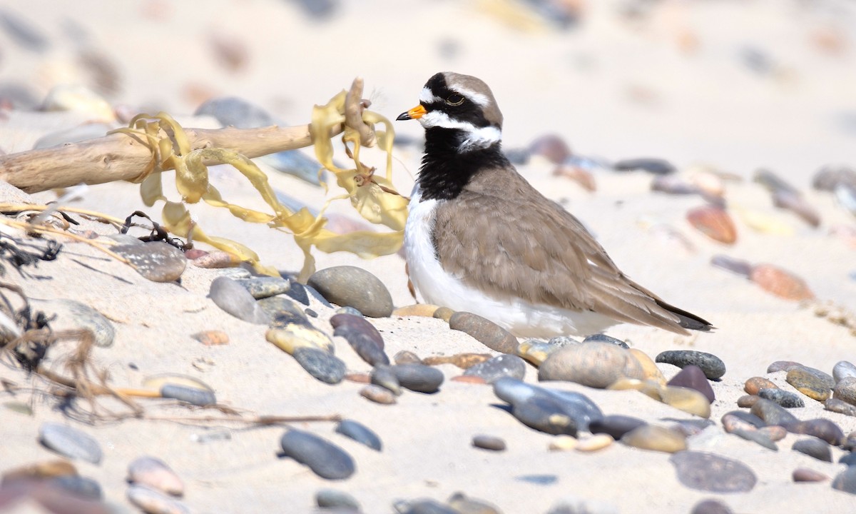 Common Ringed Plover - ML617769414