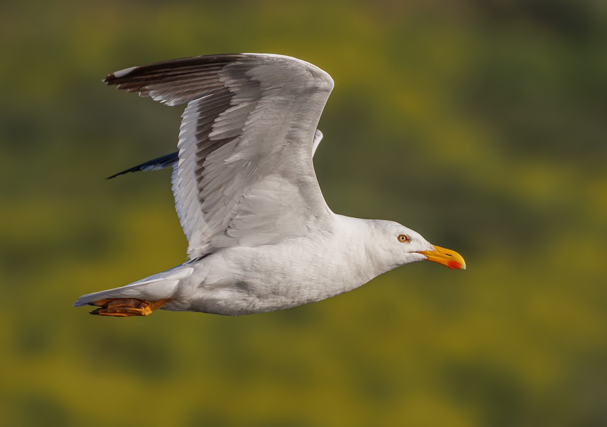 Yellow-footed Gull - ML617769430