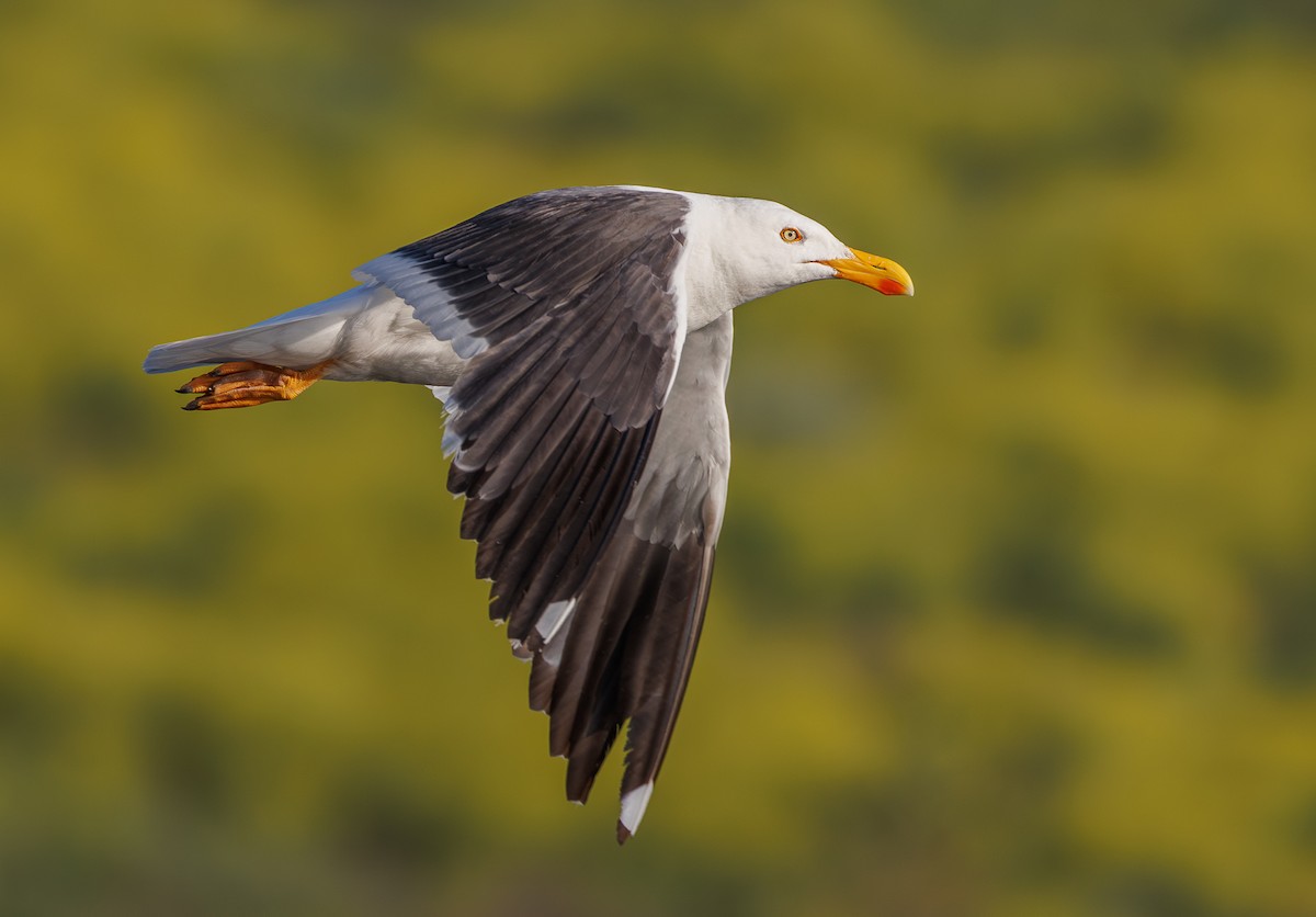 Yellow-footed Gull - ML617769431