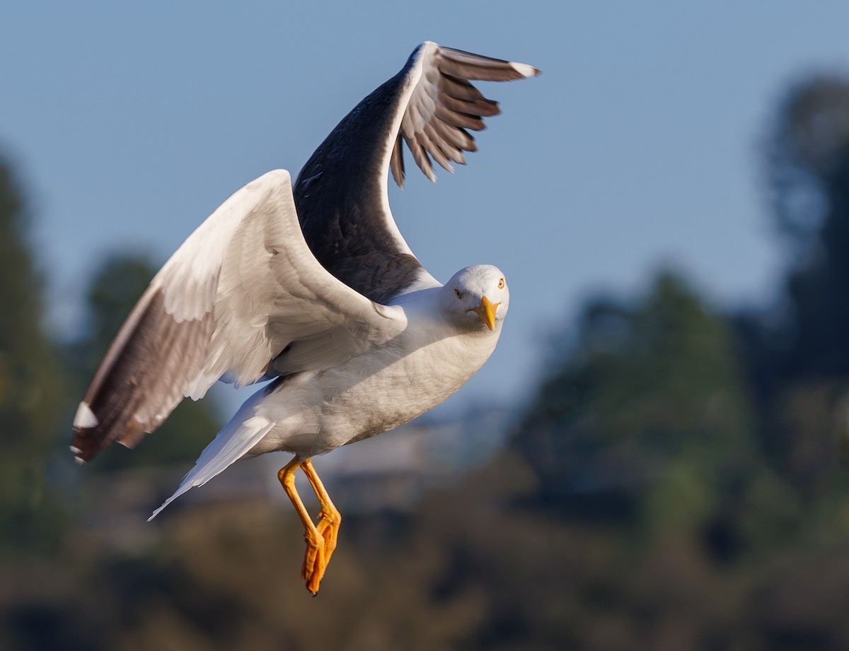 Yellow-footed Gull - ML617769432