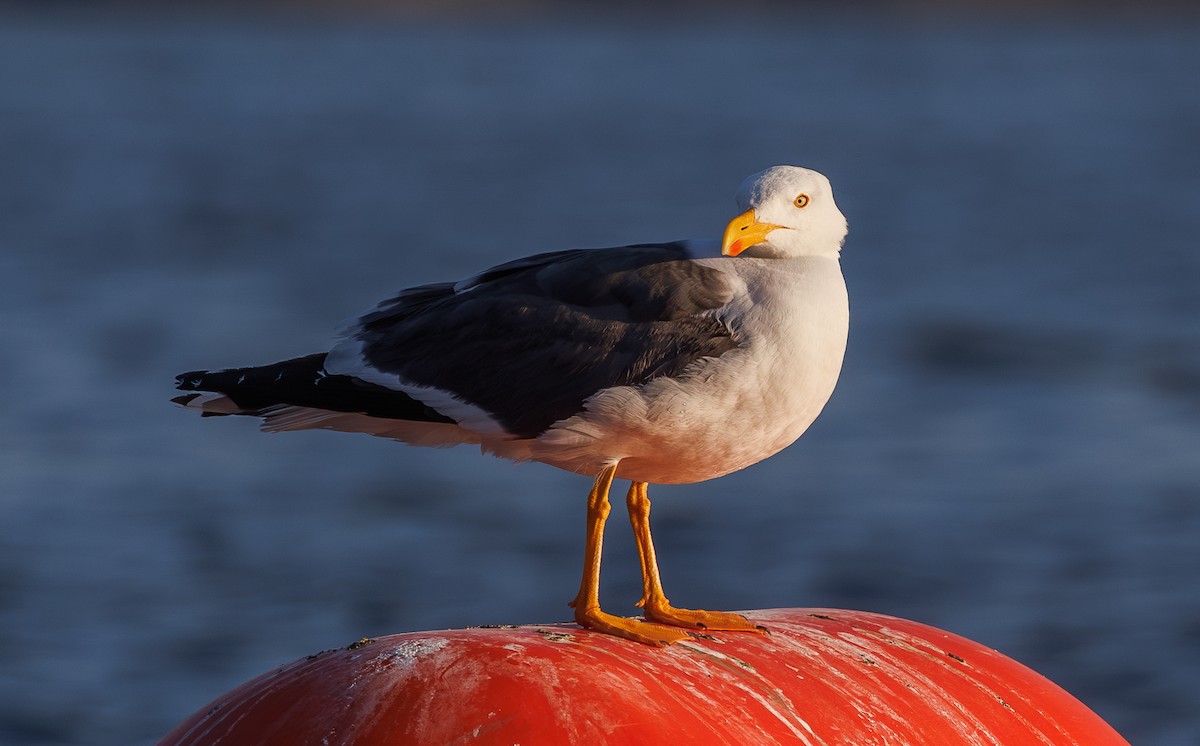 Yellow-footed Gull - ML617769433