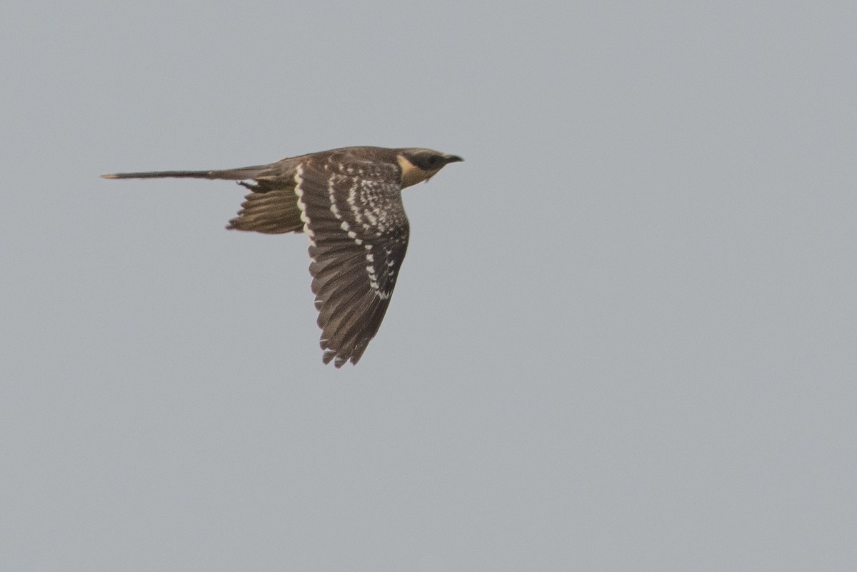 Great Spotted Cuckoo - Daniel Field