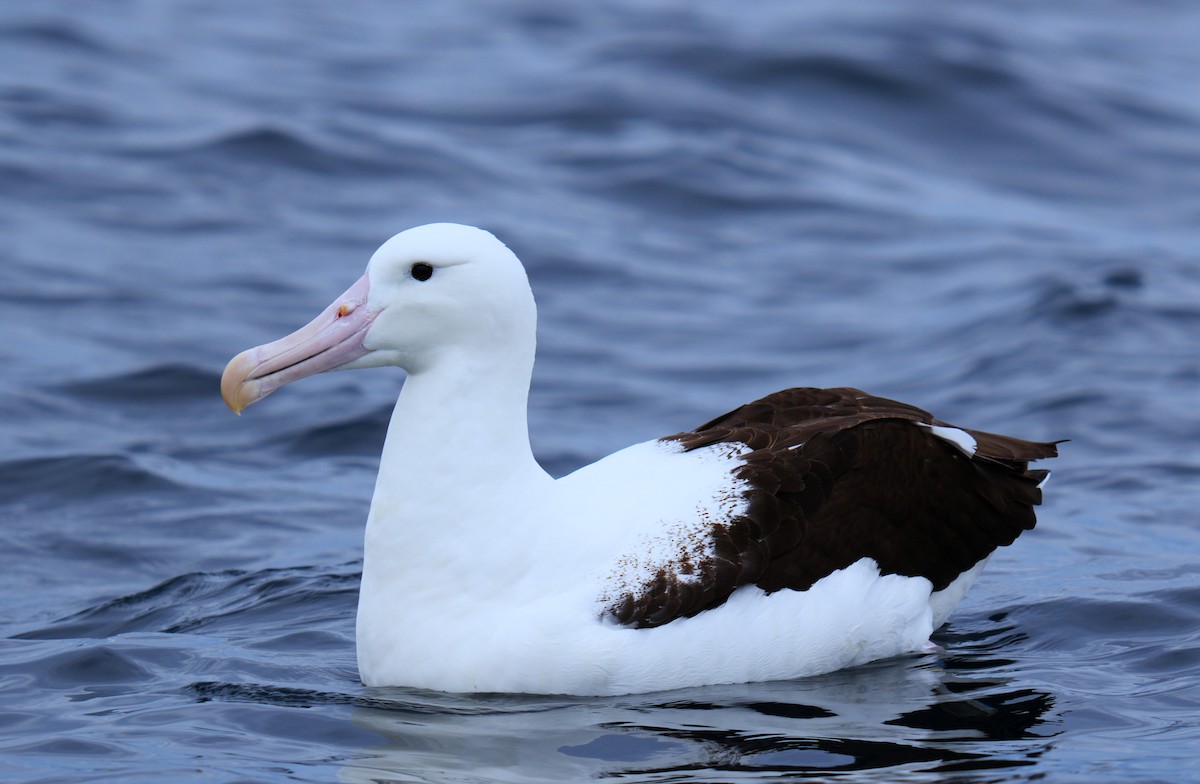 Southern Royal Albatross - Ulises Cabrera Miranda