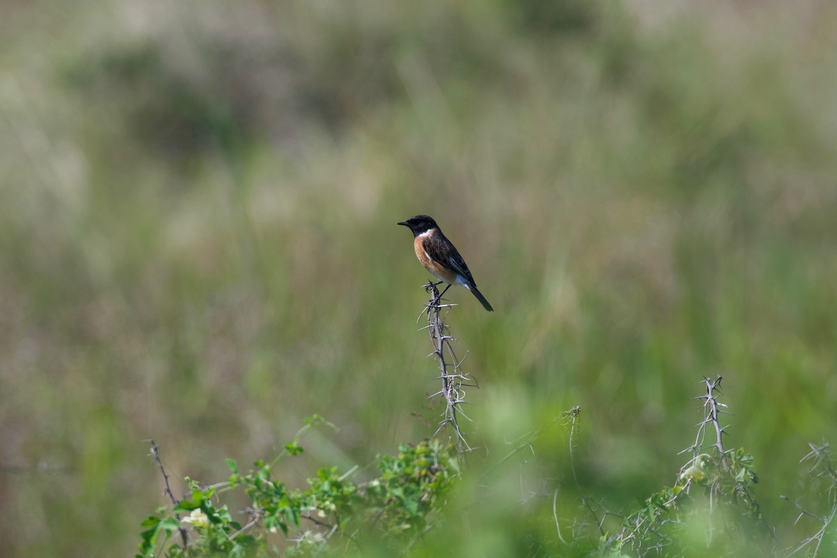 African Stonechat - ML617769494