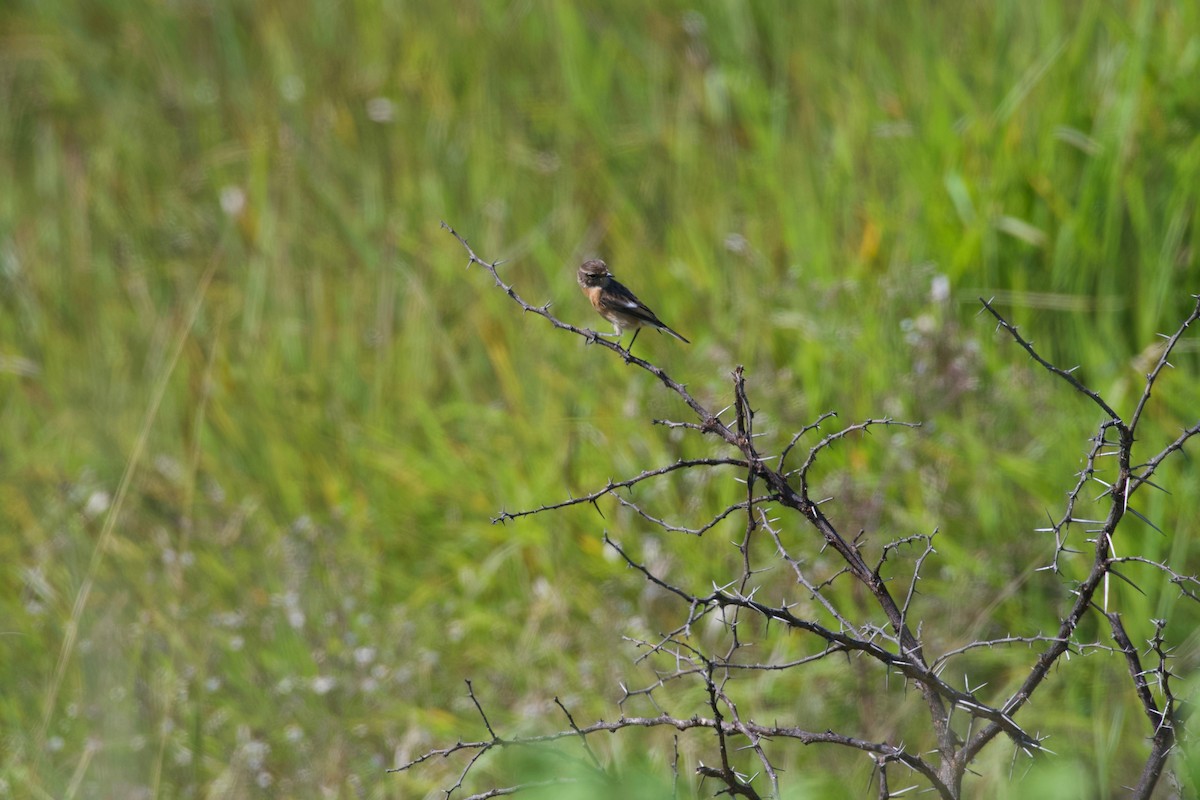 African Stonechat - ML617769495