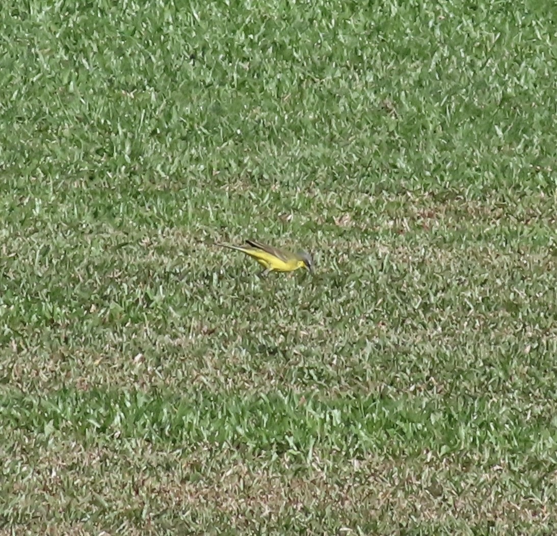Eastern Yellow Wagtail - Dominique Dodge-Wan