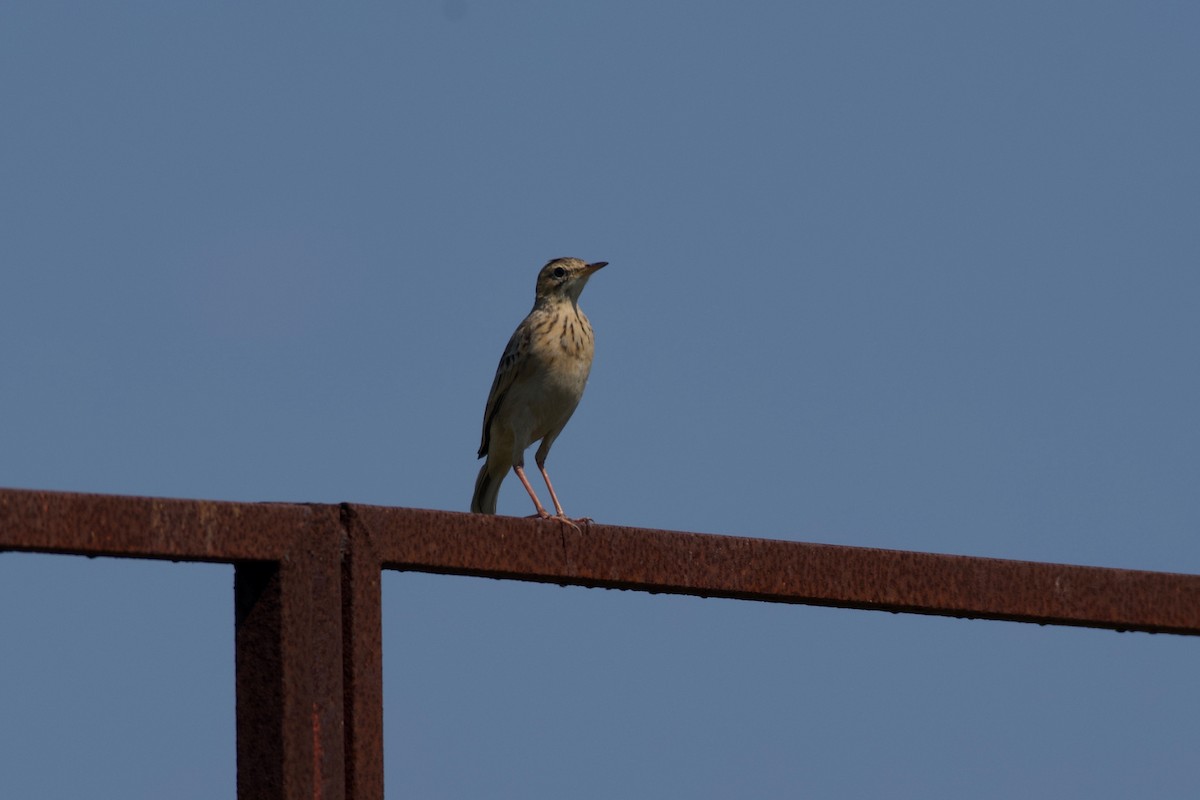 African Pipit - ML617769502