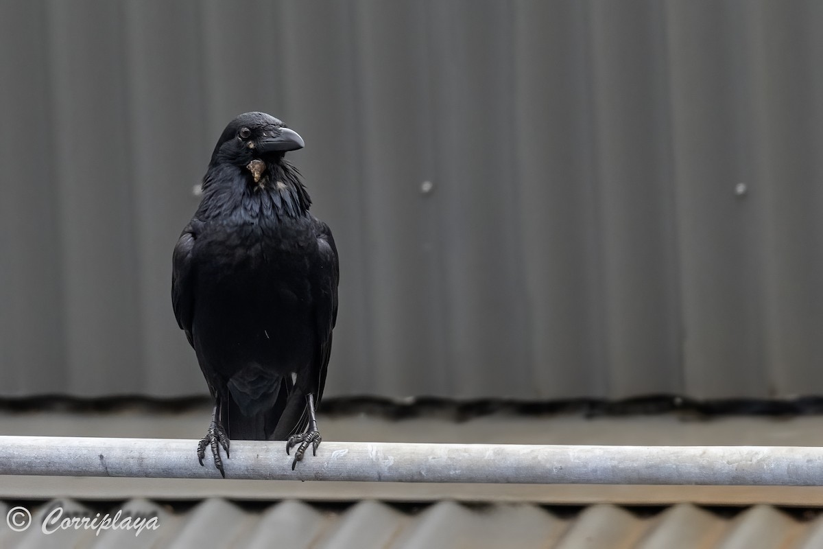 Australian Raven - ML617769549