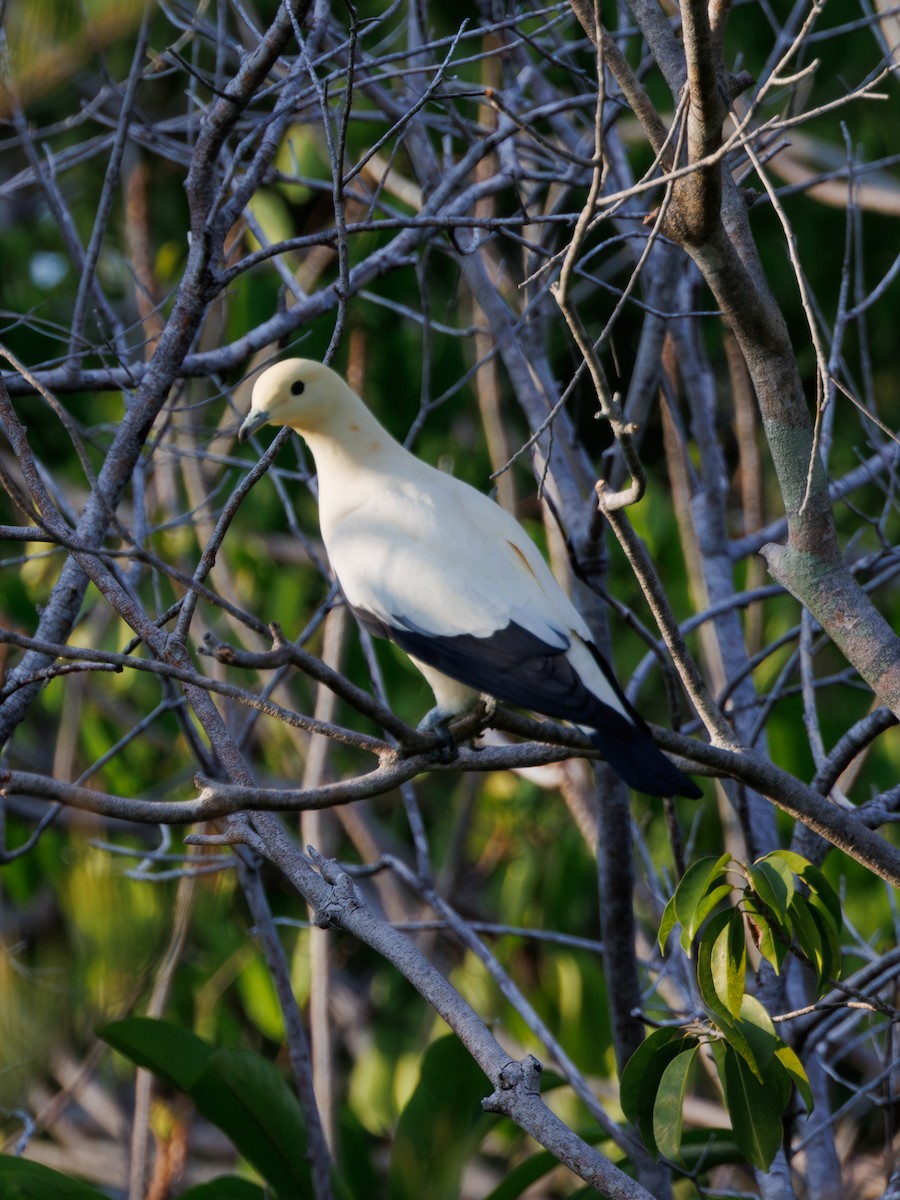 Pied Imperial-Pigeon - ML617769553