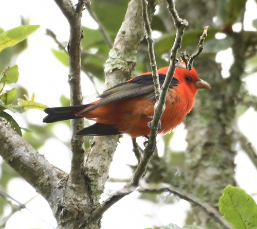 Scarlet Tanager - ML617769569