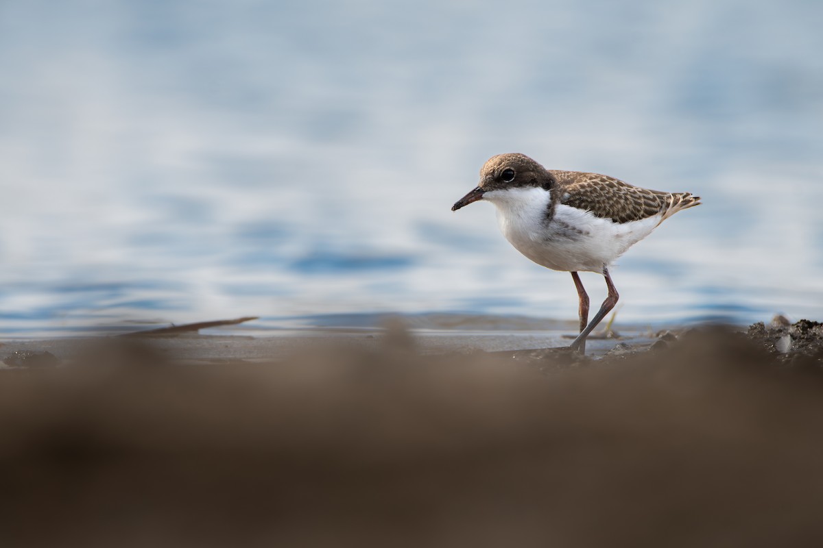 Red-kneed Dotterel - ML617769596