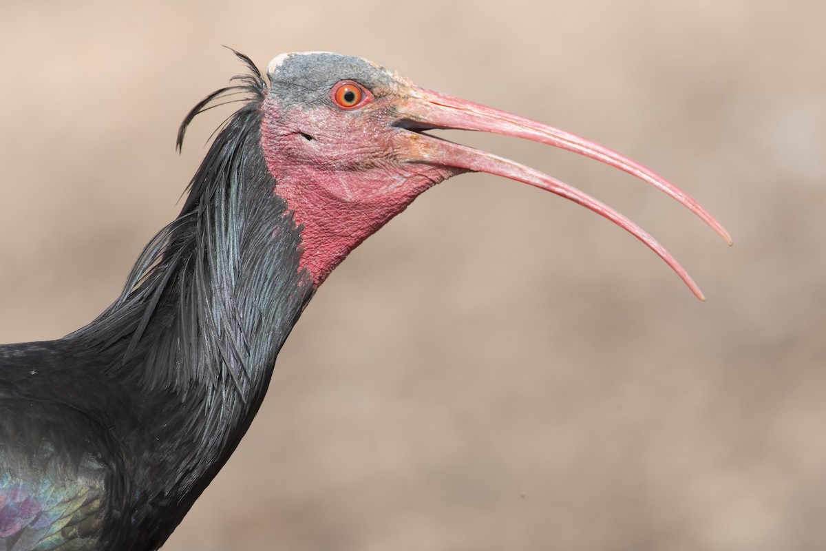 skallet ibis - ML617769601