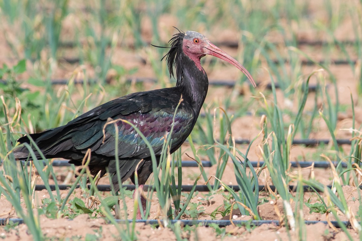 Northern Bald Ibis - Daniel Field
