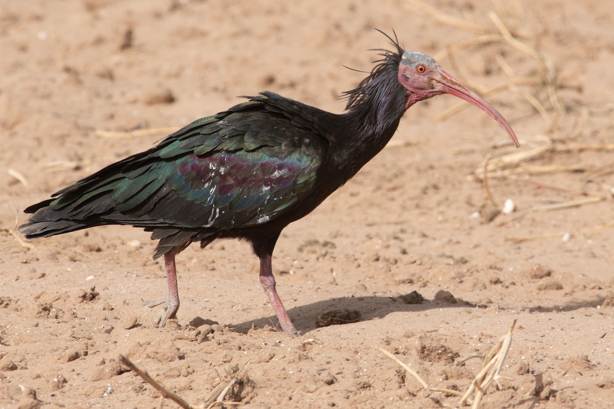 skallet ibis - ML617769605