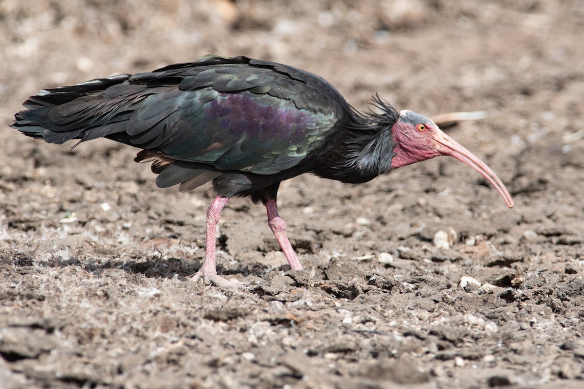 ibis skalní - ML617769607