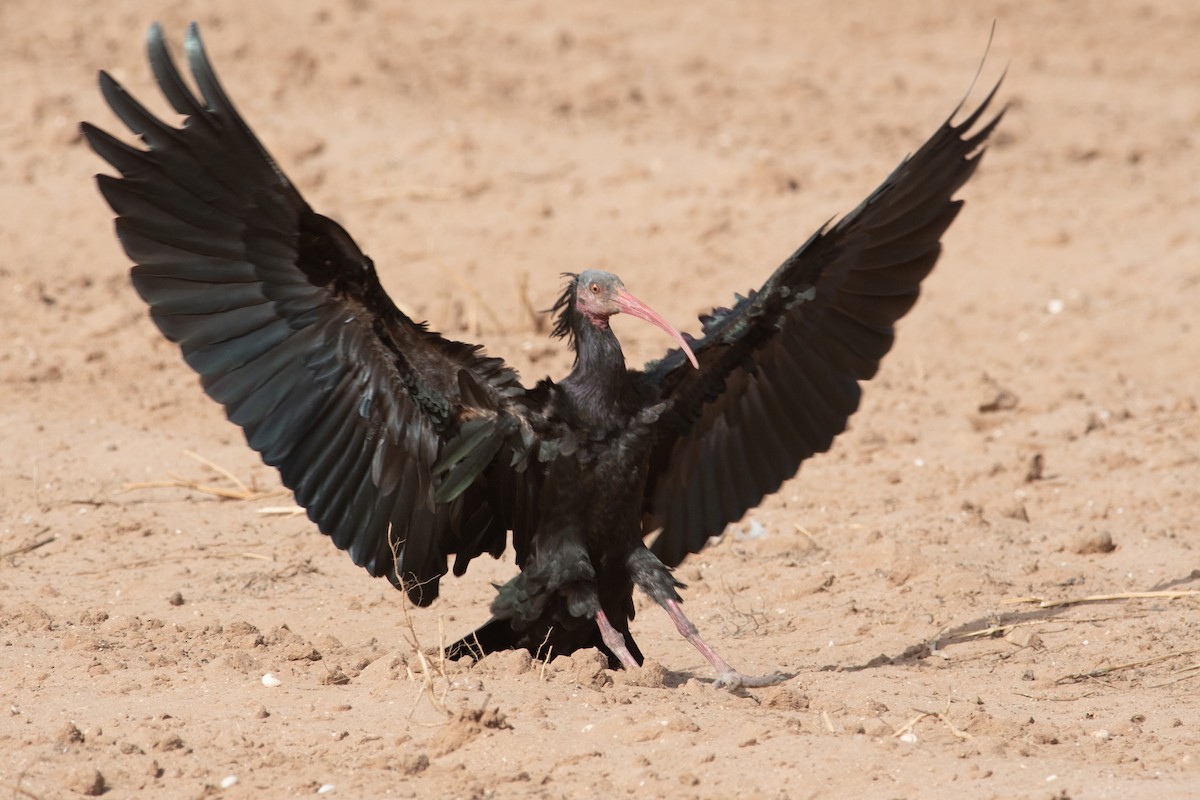 skallet ibis - ML617769608