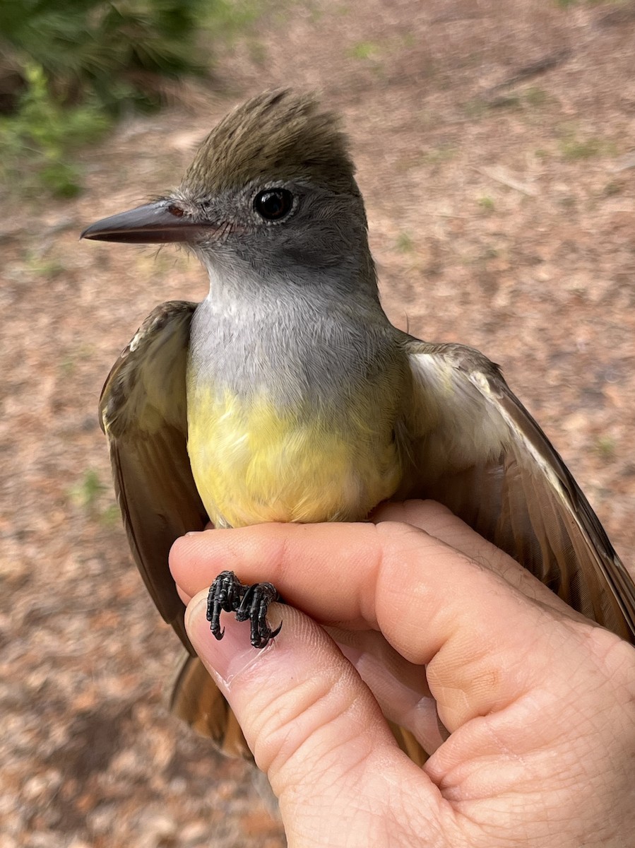 Great Crested Flycatcher - ML617769617