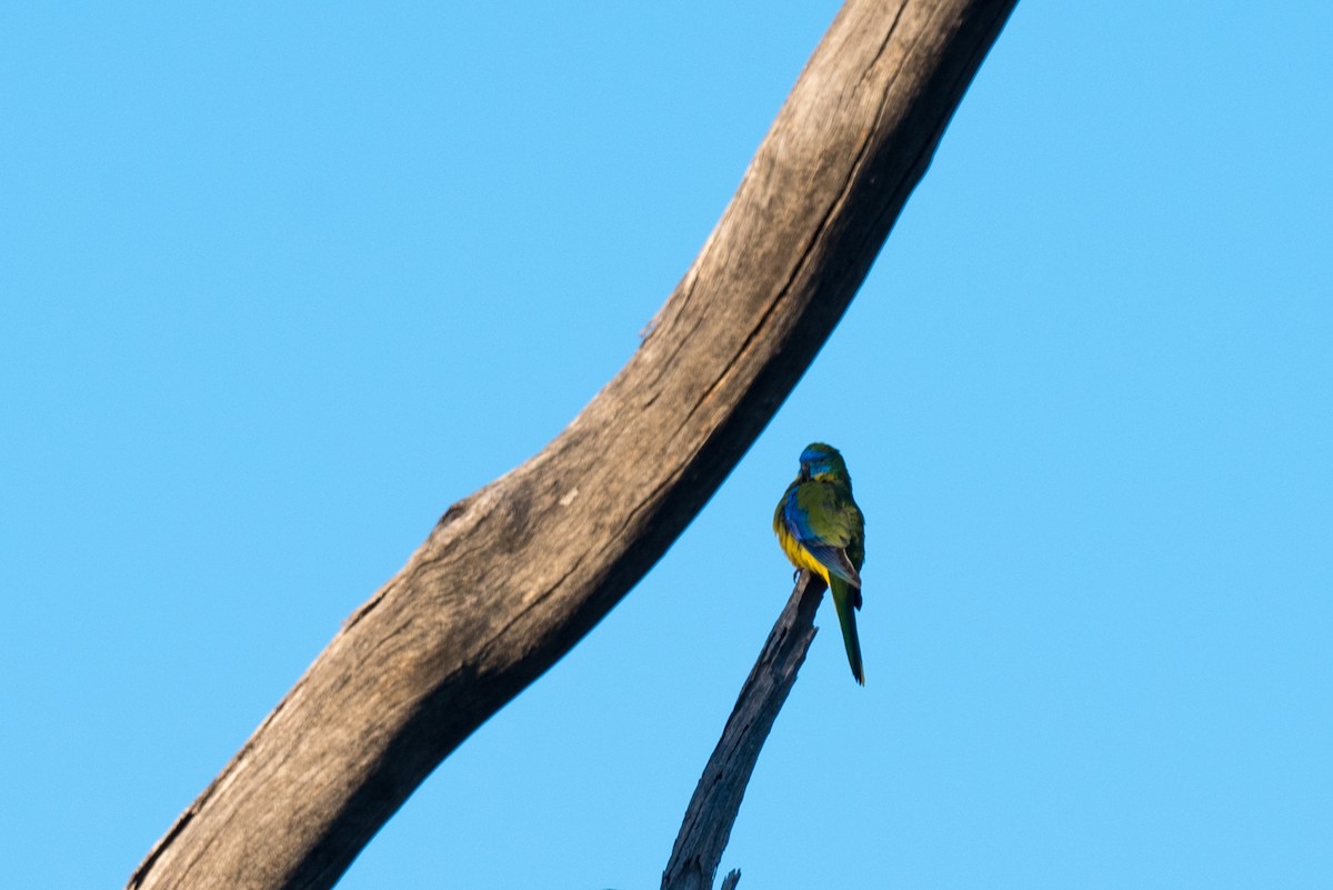 Turquoise Parrot - ML617769619