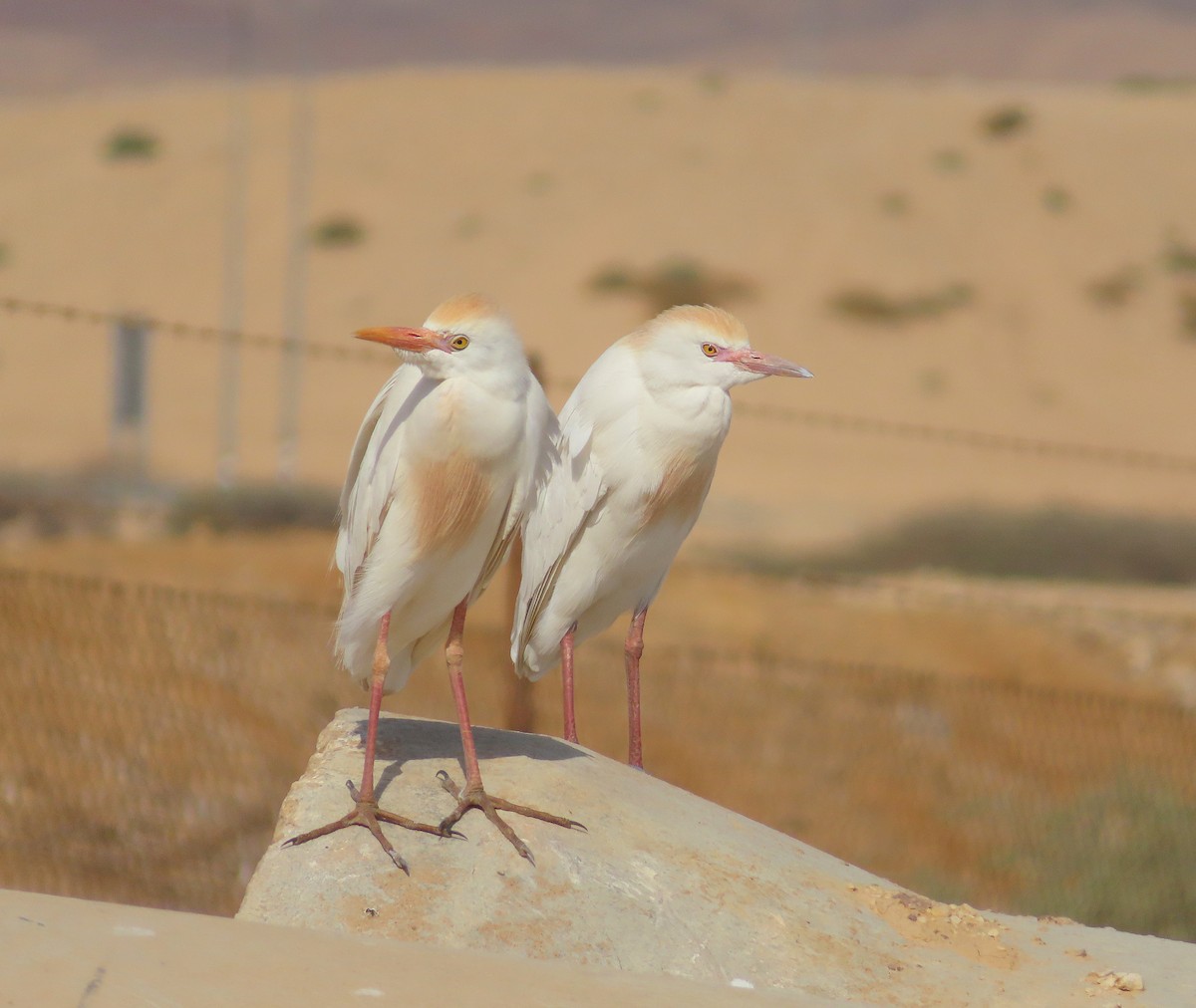 Чапля єгипетська (підвид ibis) - ML617769656