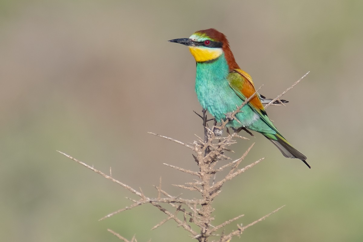 European Bee-eater - Daniel Field