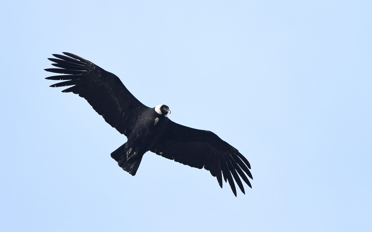 Andean Condor - Christoph Moning