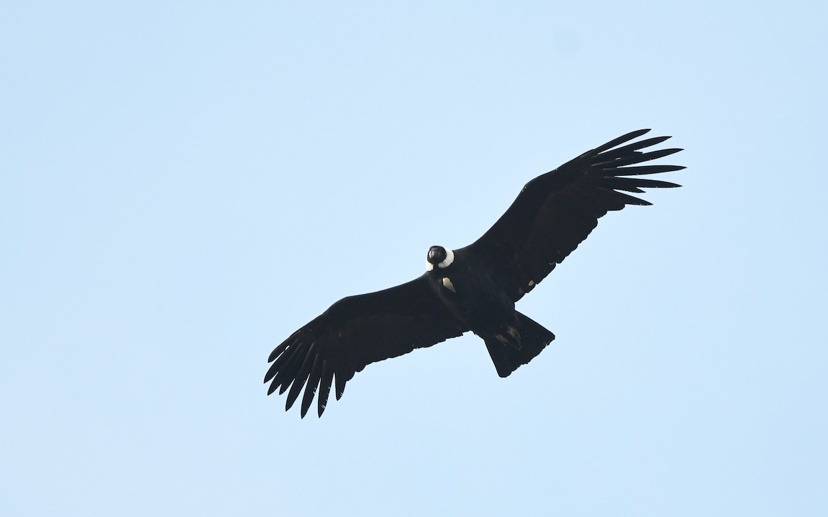 Condor des Andes - ML617769762
