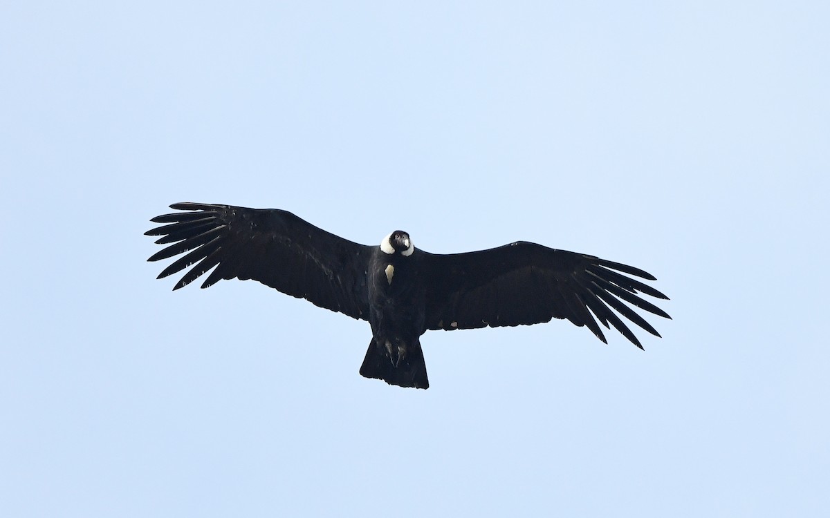 Andean Condor - Christoph Moning