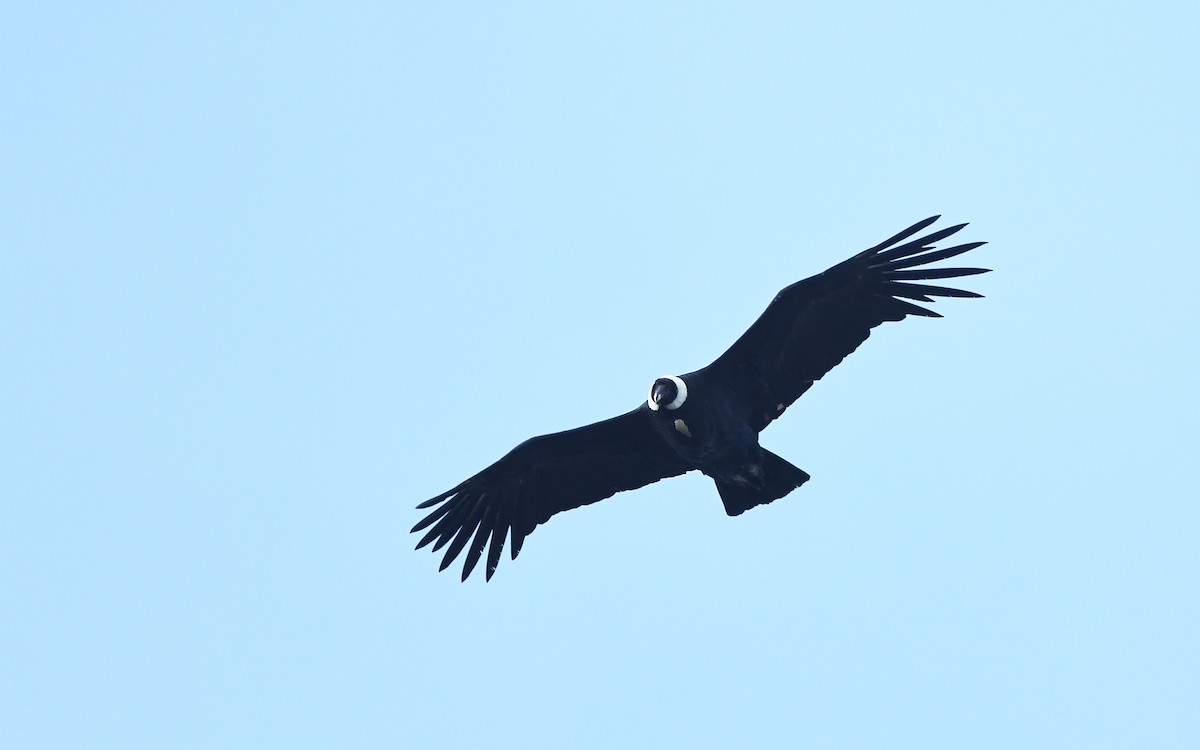 Condor des Andes - ML617769764