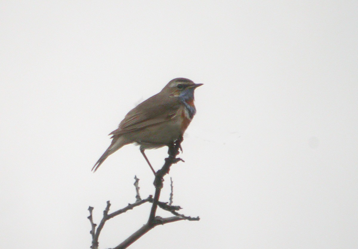 Bluethroat (Red-spotted) - ML617769785