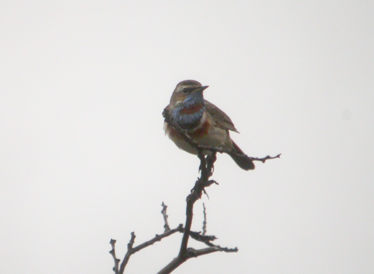 Bluethroat (Red-spotted) - ML617769786
