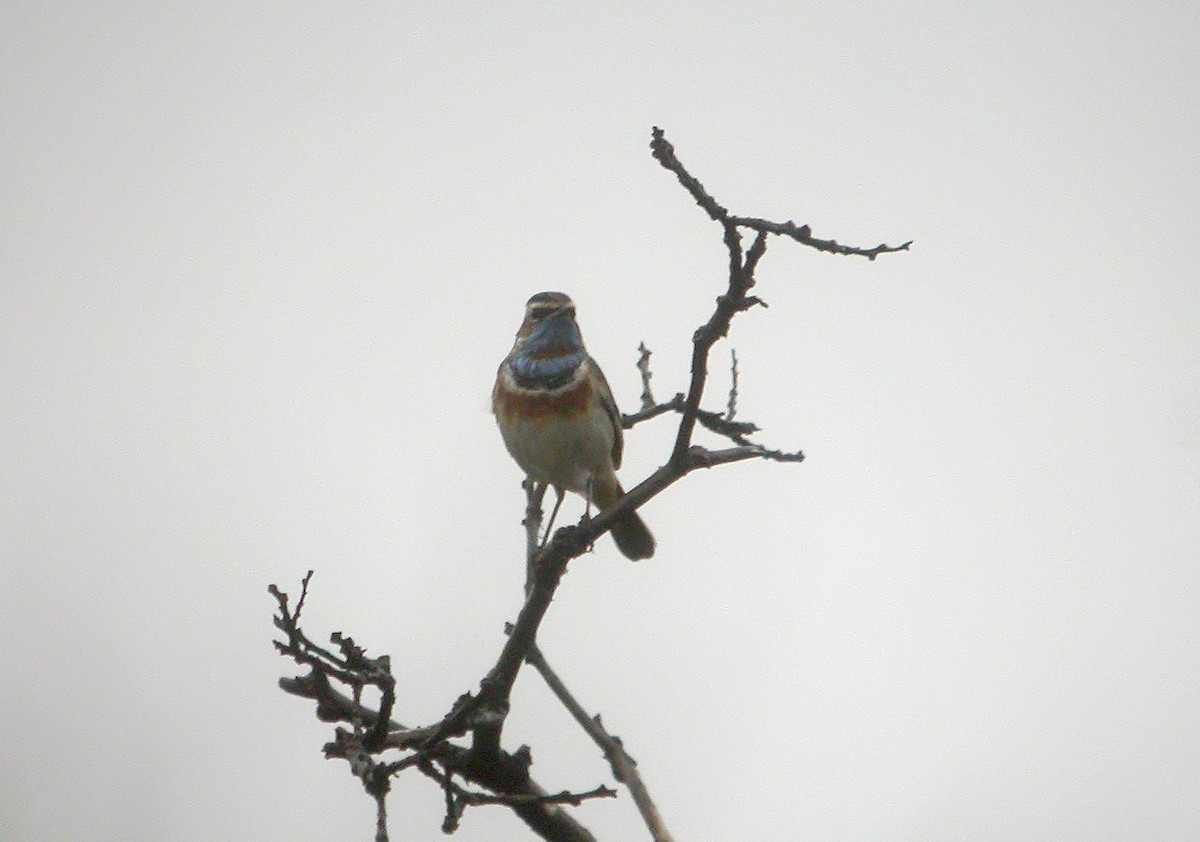 Bluethroat (Red-spotted) - ML617769788