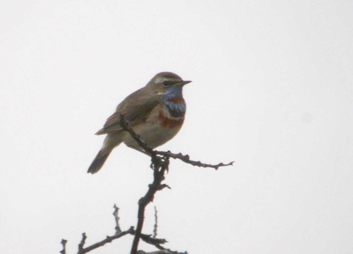 Bluethroat (Red-spotted) - ML617769789