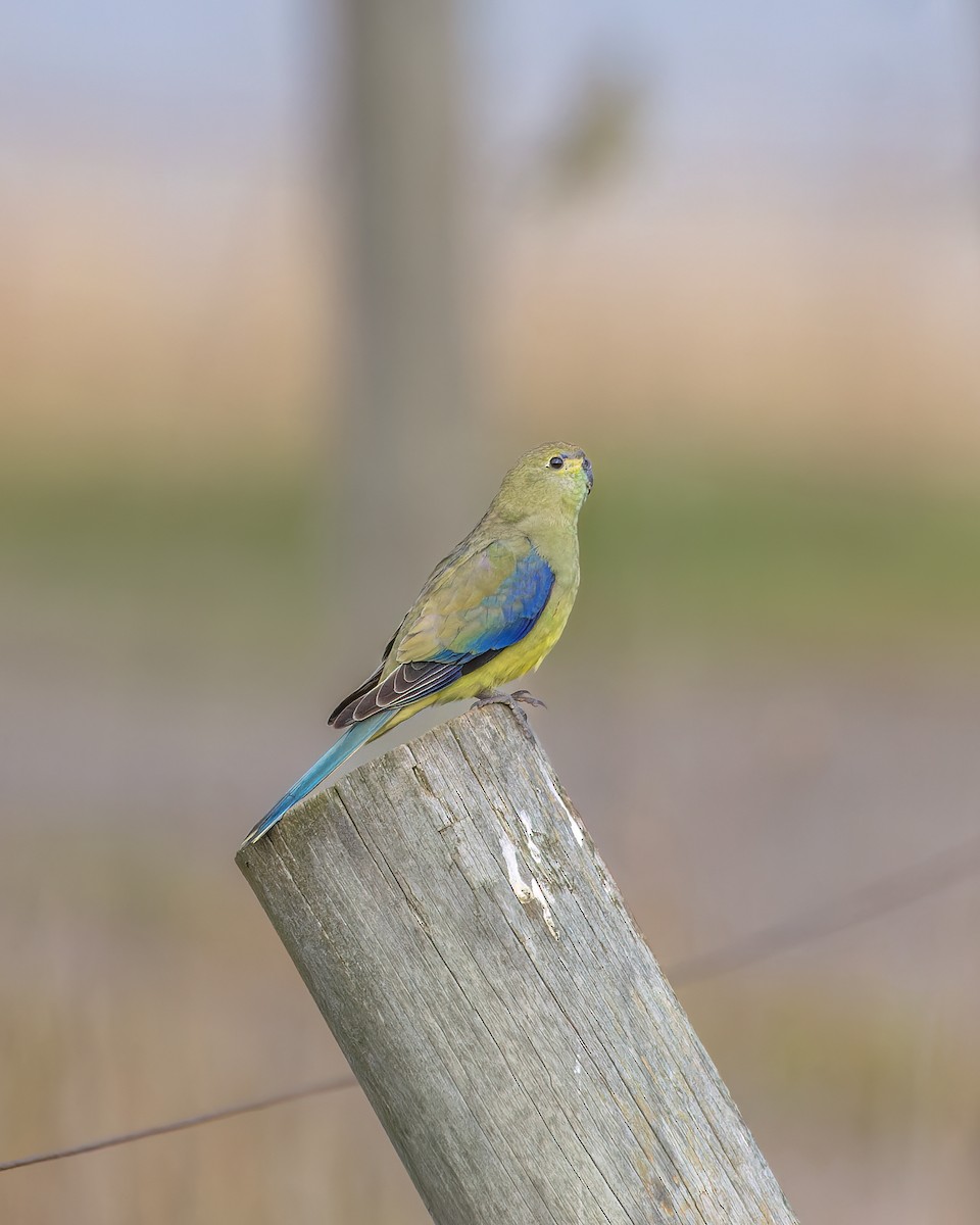 Blue-winged Parrot - Ben Johns