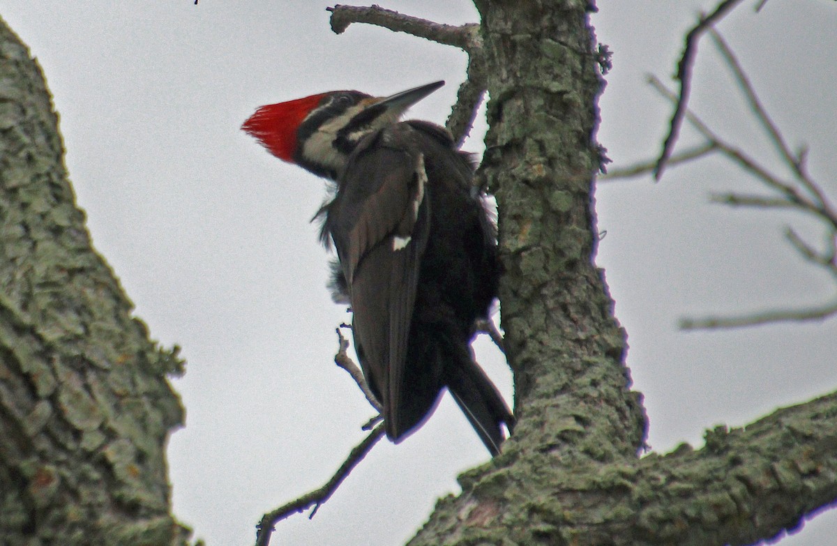Pileated Woodpecker - ML617769972